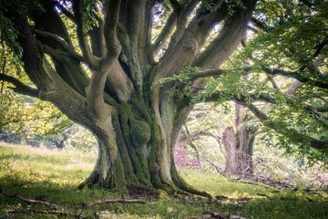 Sprookjesachtige beuken van Rhön van Jürgen Schmittdiel Photography