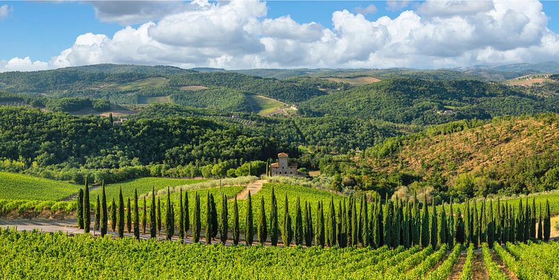 Cypress avenue in Tuscany by Markus Lange