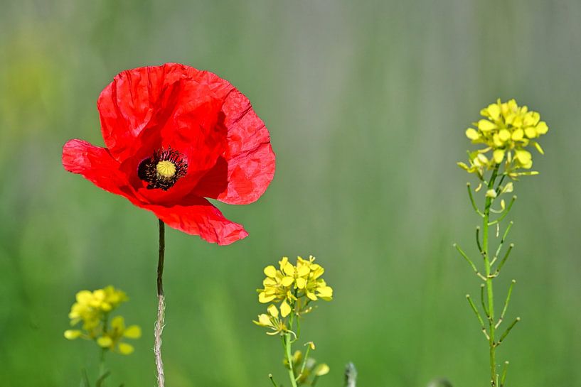 Corn poppy and rape by Bernhard Kaiser