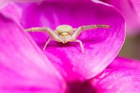 Crab spider