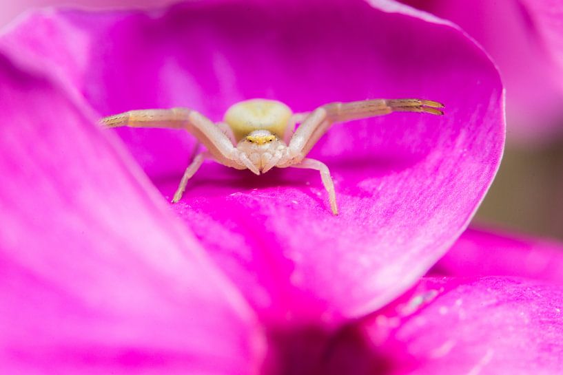 Crab spider by Kurt Hohenbichler
