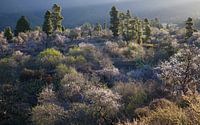 Bloeiende amandelbomen op La Palma, Flourishing almond trees on  van Bendiks Westerink thumbnail