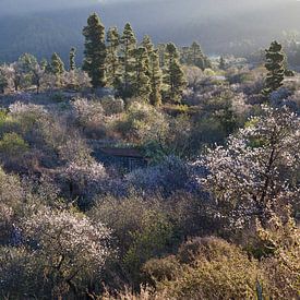 Bloeiende amandelbomen op La Palma, Flourishing almond trees on  by Bendiks Westerink