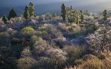 Bloeiende amandelbomen op La Palma, Flourishing almond trees on 