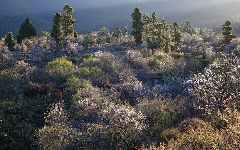 Bloeiende amandelbomen op La Palma, Flourishing almond trees on  van Bendiks Westerink