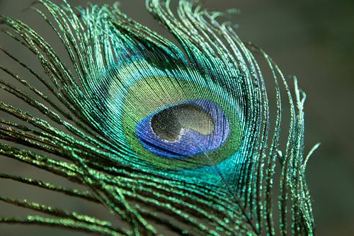 Plume de paon dans des couleurs vives, vert et bleu.