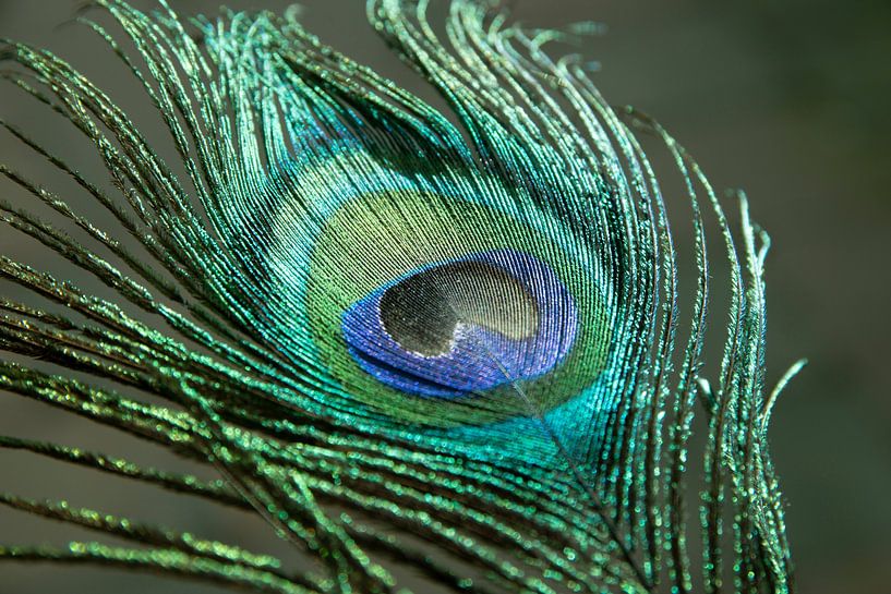 Peacock feather in bright colors green and blaus by Christa Stroo photography