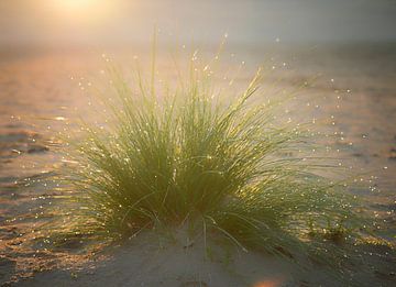 dewdrops in the morning light