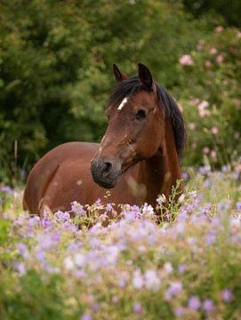 Paard tussen de bloemen