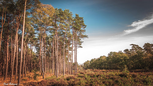 Coniferous forest with heathland