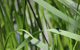 Demoiselle aux ailes bleues sur Heike Hultsch