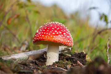 Vliegenzwam in herfst rood en witte stippen van Marco Leeggangers