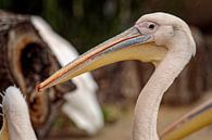 Pelican by Rob Boon thumbnail