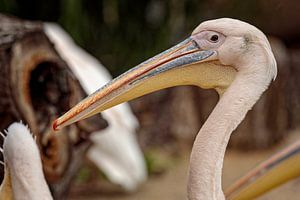 Pélican sur Rob Boon