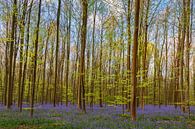 Haller forest von Menno Schaefer Miniaturansicht