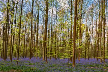 Haller forest von Menno Schaefer