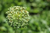 Giant Leek