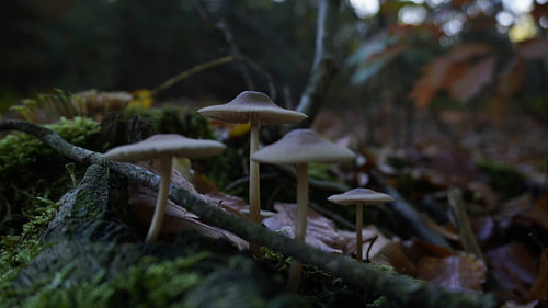 Paddenstoelen op boomstronk