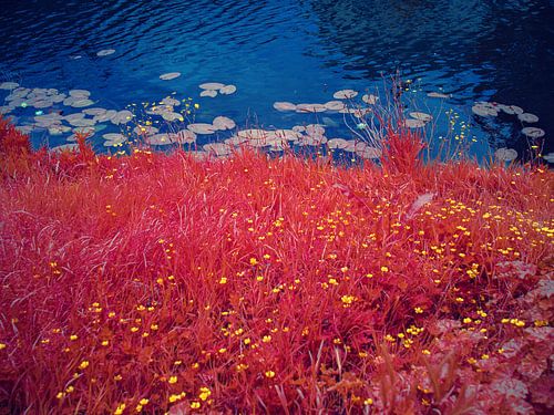 buttercups in the grass
