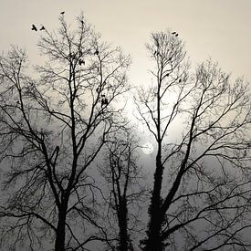 Wintersonne und Krähen von Miss Dee Photography