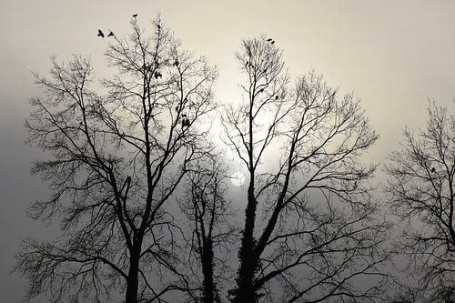 Winterzon en kraaien