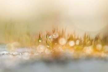 Mauersternchen in Farbe