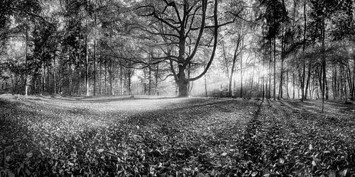 Bos in herfst in zwart-wit