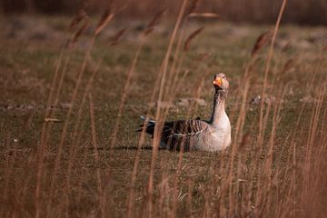 Peace in the Reeds by Atelier Nadine