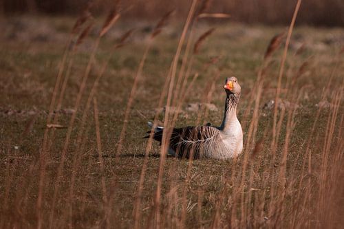 La paix dans les roseaux sur Atelier Nadine