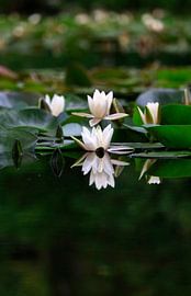 Pittoresque étang aux nénuphars sur Thomas Jäger