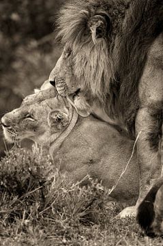 L'amour entre deux Lions pendant les jours de mariage. sur Louis en Astrid Drent Fotografie