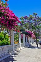 Jacaranda trees and bougainvilleas