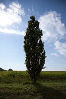 Einsamer Baum