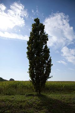 Lonely tree van Marieke Balk