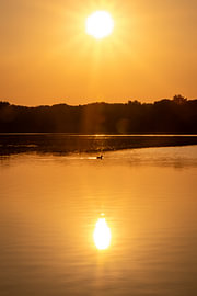 A romantic sunset by an idyllic lake, with sunshine and a solitary goose