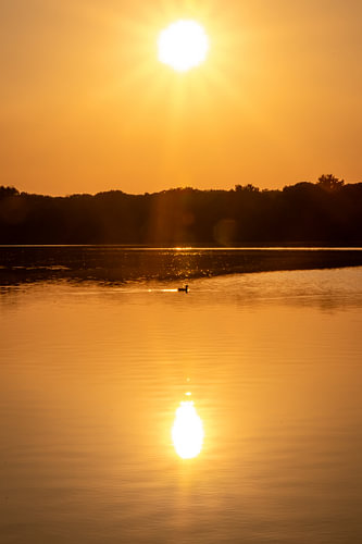 Romantische zonsondergang aan een idyllisch meer, met zonneschijn en een eenzame gans