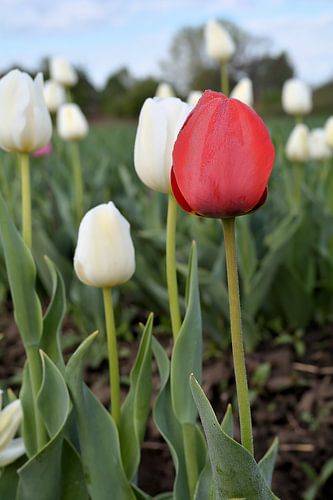 Tulipes en fleurs dans un champ de tulipes