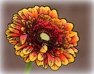 Gerbera van Jose Lok