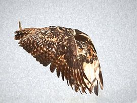 Grafik Eule im Flug von Christian Mueller