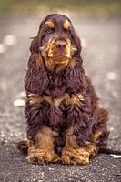 Cocker Spaniel