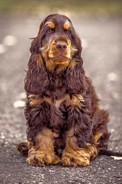 Cocker Spaniel by Angelique Niehorster