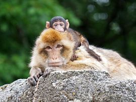Macaque de Barbarie avec un bébé sur le dos sur Edwin Butter
