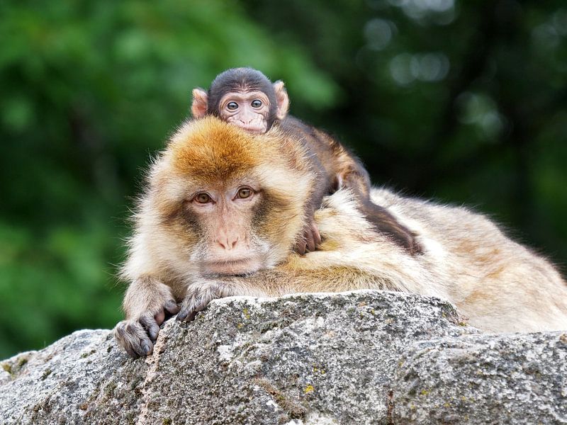 Barbary Macaque with baby on back by Edwin Butter