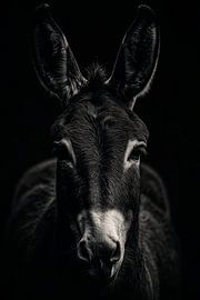 Esel von Poster Art Shop