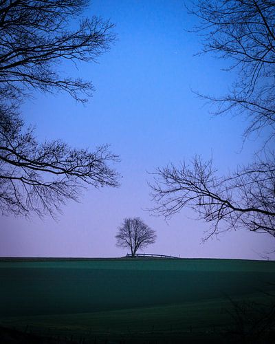 Einzeln stehender Baum im abendlichen Licht