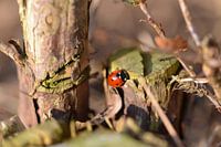 Marienkäfer im Herbst