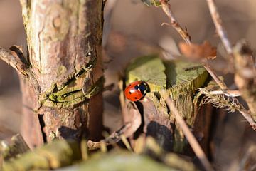 Ladybug in autumn by Jeroen van Breemen