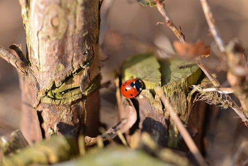 Lieveheersbeestje in de herfst
