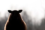 Silhouette sheep by Robert Geerdinck thumbnail