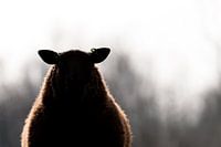 Silhouet schaap